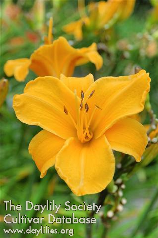 Daylily Norton Orange